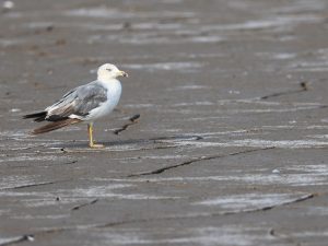 Black-tailed Gull, 黑尾鸥, Larus crassirostris-gallery-