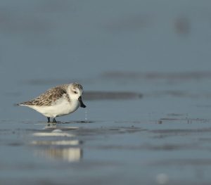 Spoon-billed Sandpiper, 勺嘴鹬, Calidris pygmaea-gallery-