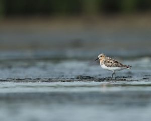 Red-necked Stint, 红颈滨鹬, Calidris ruficollis-gallery-