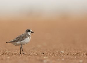 Lesser Sand Plover, 蒙古沙鸻, Charadrius mongolus-gallery-