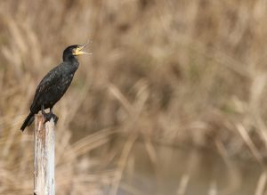 Great Cormorant, 普通鸬鹚, Phalacrocorax carbo-gallery-