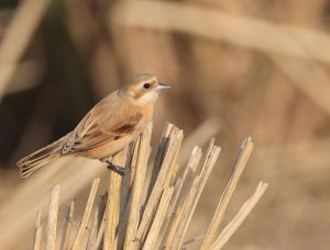 Chinese Penduline Tit, 中华攀雀, Remiz consobrinus-gallery-