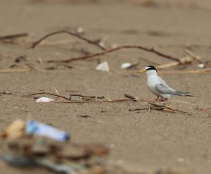 Little Tern, 白额燕鸥, Sternula albifrons-gallery-