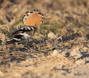 Eurasian Hoopoe, 戴胜, Upupa epops-gallery-