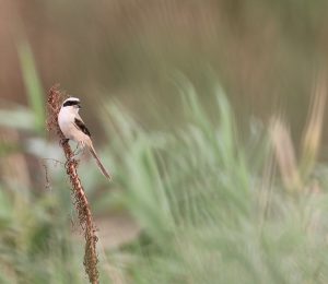 Long-tailed Shrike, 棕背伯劳, Lanius schach-gallery-