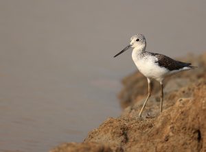 Common Greenshank, 青脚鹬, Tringa nebularia-gallery-