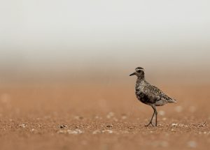 Pacific Golden Plover, 金斑鸻, Pluvialis fulva-gallery-