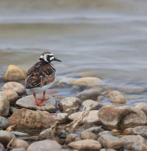 Ruddy Turnstone, 翻石鹬, Arenaria interpres-gallery-