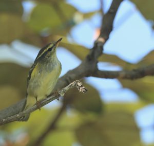 Yellow-browed Warbler, 黄眉柳莺, Phylloscopus inornatus-gallery-