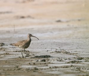 Whimbrel, 中杓鹬, Numenius phaeopus-gallery-