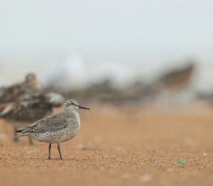 Red Knot, 红腹滨鹬, Calidris canutus-gallery-