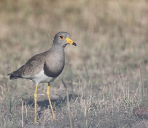 Grey-headed Lapwings, 灰头麦鸡, Vanellus cinereus-gallery-