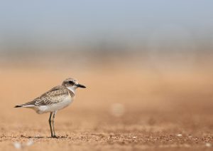 Greater Sand Plover, 铁嘴沙鸻, Charadrius leschenaultii-gallery-