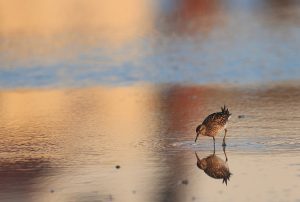 Sharp-tailed Sandpiper, 尖尾滨鹬, Calidris acuminata-gallery-