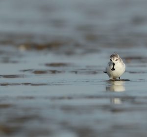 Spoon-billed Sandpiper, 勺嘴鹬, Calidris pygmaea-gallery-