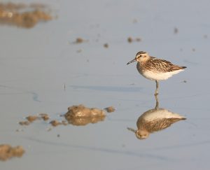 Broad-billed Sandpiper, 阔嘴鹬, Calidris falcinellus-gallery-