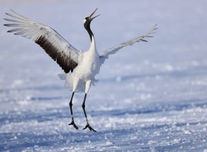 Red-crowned Crane, 丹顶鹤, Grus japonensis-gallery-