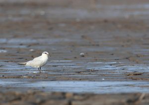 Gull-billed Tern, 鸥嘴噪鸥, Gelochelidon nilotica-gallery-