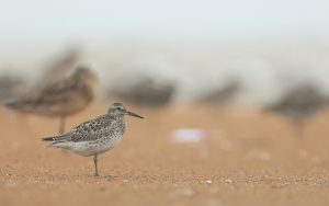 Great Knot, 大滨鹬, Calidris tenuirostris-gallery-