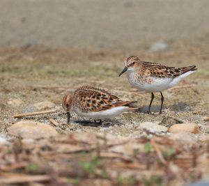 Little Stint, 小滨鹬, Calidris minuta-gallery-