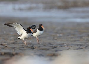 Eurasian Oystercatcher, 蛎鹬, Haematopus ostralegus-gallery-