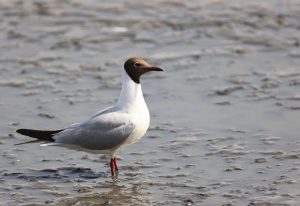 Black-headed Gull, 红嘴鸥, Chroicocephalus ridibundus-gallery-