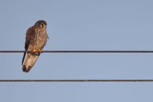 Common Kestrel, 红隼, Falco tinnunculus-gallery-