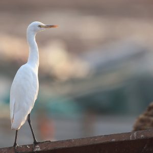 Eastern Cattle Egret, 牛背鹭, Bubulcus coromandus-gallery-