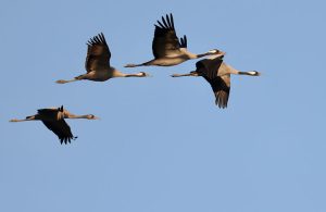 Common Cranes, 灰鹤, Grus grus-gallery-