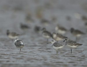 Nordmann’s Greenshanks, 小青脚鹬, Tringa guttifer / Grey Plovers , 和灰斑鸻, Pluvialis squatarola-gallery-