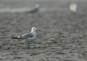 Relict Gull, 遗鸥, Ichthyaetus relictus-gallery-