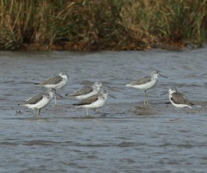 Common Greenshanks, 青脚鹬, Tringa nebularia-gallery-