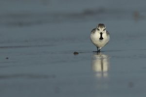 Spoon-billed Sandpiper, 勺嘴鹬, Calidris pygmaea-gallery-