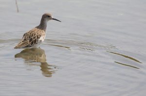 Ruff, 流苏鹬, Calidris pugnax-gallery-