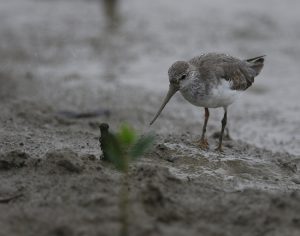 Terek Sandpiper, 翘嘴鹬, Xenus cinereus-gallery-