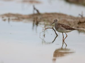 Wood Sandpiper, 林鹬, Tringa glareola-gallery-