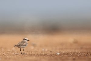 Kentish Plover, 环颈鸻, Charadrius alexandrinus-gallery-