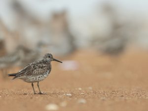 Great Knot, 大滨鹬, Calidris tenuirostris-gallery-