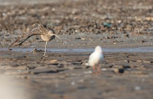 Far Eastern Curlew, 大杓鹬, Numenius madagascariensis-gallery-