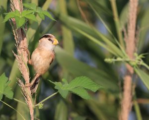 Reed Parrotbill, 震旦鸦雀, Paradoxornis heudei-gallery-