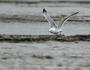 Mongolian Gull, 西伯利亚银鸥, Larus mongolicus-gallery-