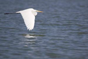 Great Egret, 大白鹭, Ardea alba-gallery-