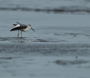 Nordmann’s Greenshank, 小青脚鹬, Tringa guttifer-gallery-