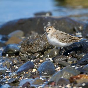 Dunlin, 黑腹滨鹬, Calidris alpina-gallery-