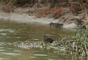 Baikal Teal, 花脸鸭, Sibirionetta formosa-gallery-