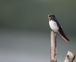 Barn Swallow, 家燕, Hirundo rustica-gallery-