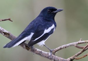 Oriental Magpie Robin, 鹊鸲, Copsychus saularis-gallery-