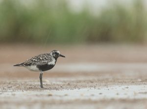 Grey Plover, 灰斑鸻, Pluvialis squatarola-gallery-