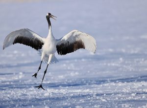 Red-crowned Crane, 丹顶鹤, Grus japonensis-gallery-