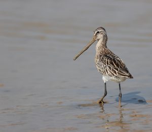 Asian Dowitcher, 半蹼鹬, Limnodromus semipalmatus-gallery-